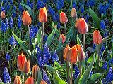 Tulips Among Bluebells_DSCF02080